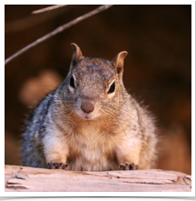 Rock Squirrel - Curious